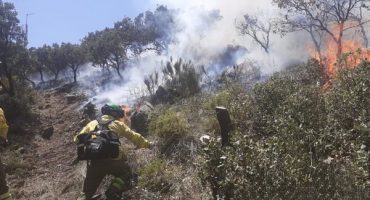estabilizado forestal